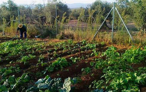 Huerta ecológica