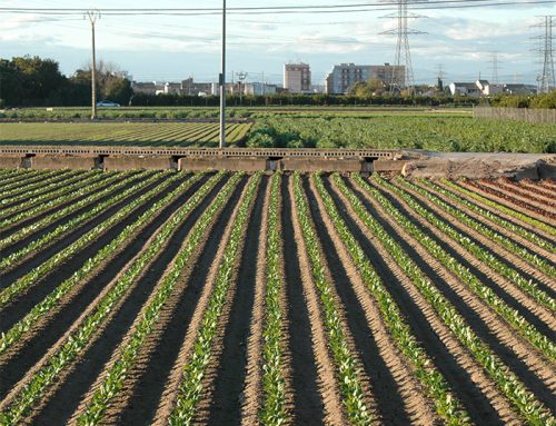 Ciudades que cuidan del campo