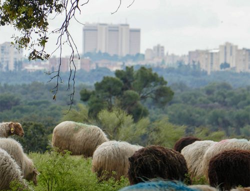 Campo y ciudad, medio rural frente a medio urbano